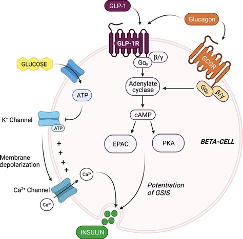 Pancreatic Beta Cells: Function, Health Conditions, Regeneration.
